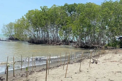 Cerita Lestari dari KG Media, Upaya Tanam Mangrove demi Masa Depan Berkelanjutan